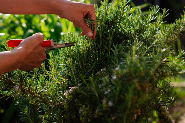 istock Cutting rosemary plant 2189157893