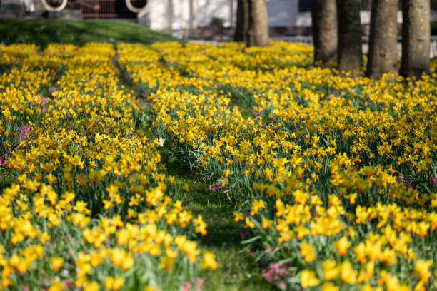 Yellow flowers at Toronto Necropolis cemetery. A serene blend of history and nature.
