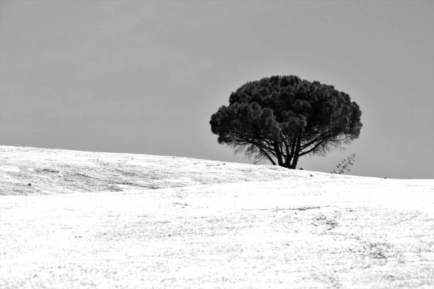 evocative black and white image of the \