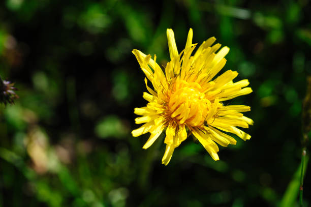 Yellow dandelion close-up. Abstract natural background.