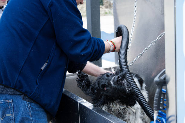 istock I shake off the water as they dry me 2189160194