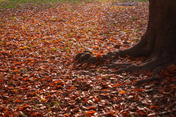 fallen maple leaves on the ground