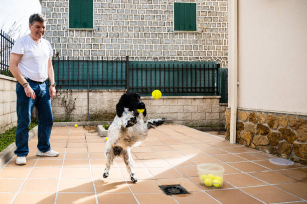 A dog playing with his owner. He is catching the ball with a jump. His owner is throwing tennis balls in the air. He is on the porch of his house on a spring morning.