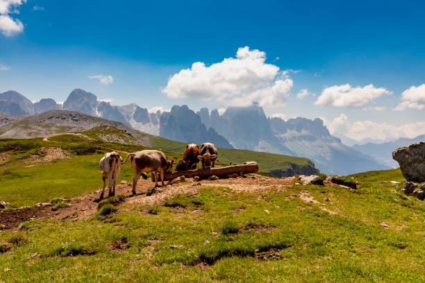 Dolomites, South Tyrol, Seiser Alm, Schlern, Rosengarten  - hiking, trekking, travelling