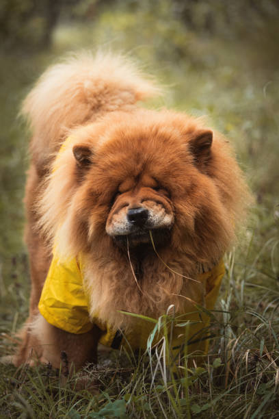 istock A chow chow dog eating grass 2189164026