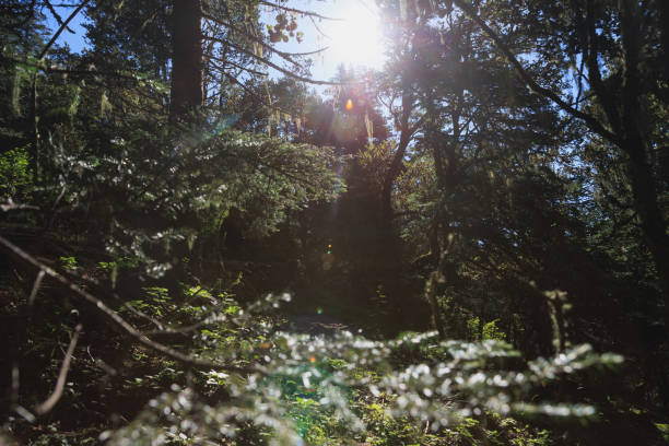 istock Beautiful landscape in sunrise forest 2189164304