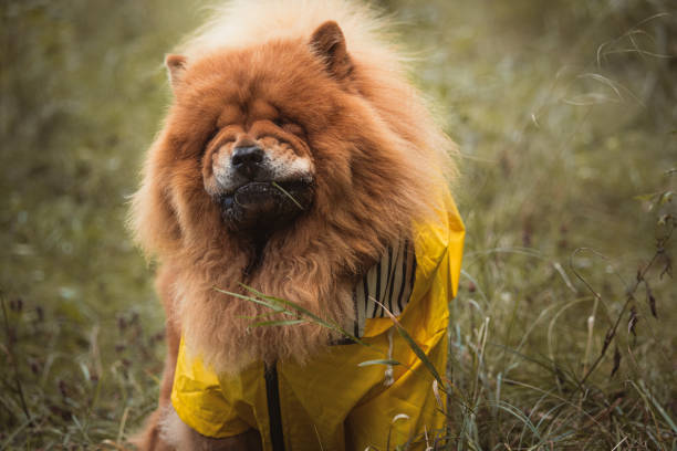 A chow chow dog eating grass
