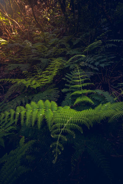 istock Laurisilva Forest of Anaga 2189165211