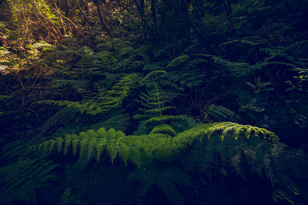 istock Laurisilva Forest of Anaga 2189165213