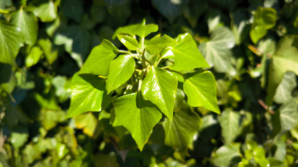 istock green ivy plant growing on the tree trunk 2189166631