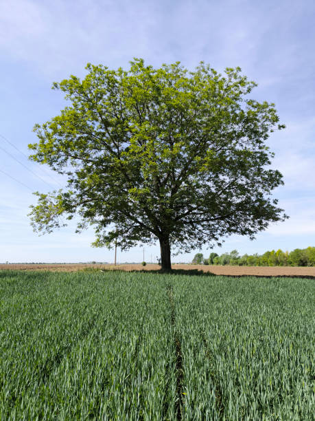 walnut tree with young green leaves and nuts in springtime