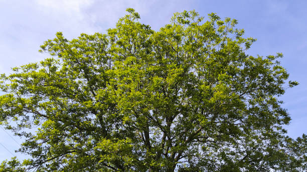 istock walnut tree with young green leaves and nuts in springtime 2189166779