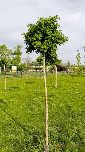 istock ginkgo biloba tree in spring with young green leaves 2189166859