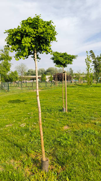 istock ginkgo biloba tree in spring with young green leaves 2189166888