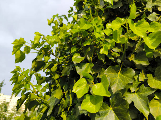 istock green ivy plant growing on the tree trunk 2189166968