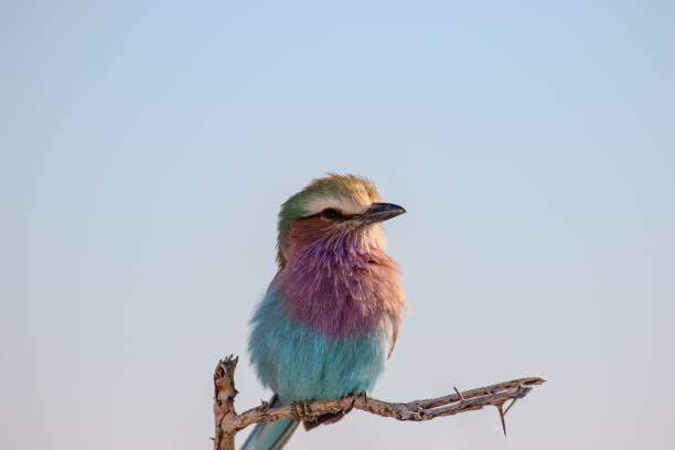 A vibrant lilac-breasted roller perched on a branch against a clear sky in a serene natural setting.