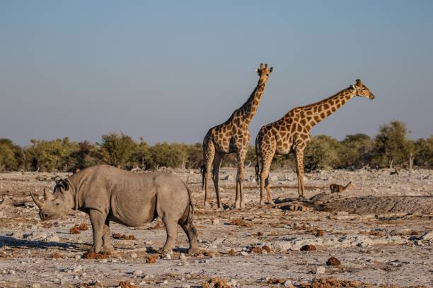 istock Serene African Savanna with Rhino and Giraffes 2189167174