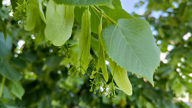 istock branches of linden tree with spring green leaves close up 2189167216