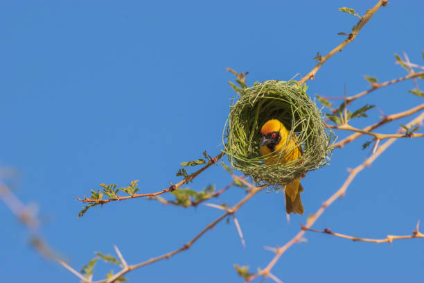 istock Southern masked weaver - a skilled nest builder 2189168925