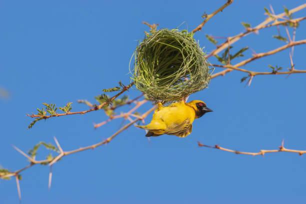 istock Southern masked weaver - a skilled nest builder 2189168948