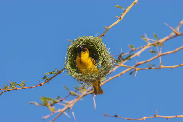 istock Southern masked weaver - a skilled nest builder 2189168950