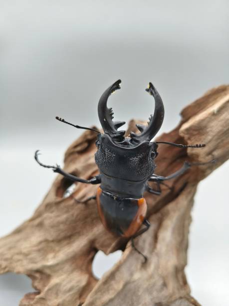 istock Wollastoni stag beetle single male 2189169242