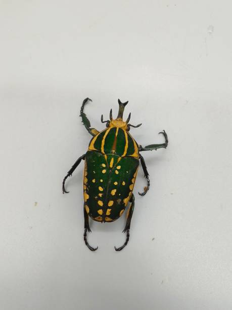 istock Green African flower beetle 2189170566
