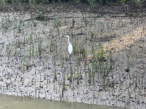 An egret gracefully perched in the Bhitarkanika Mangrove Forest, Odisha, surrounded by dense mangroves and calm waters, showcasing the region's rich avian biodiversity.
