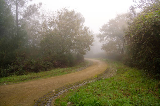 Path in the middle of the forest with fog