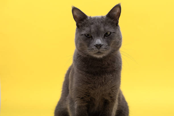 istock Majestic Russian Blue Cat Looking Down on Bright Yellow Background 2189171262