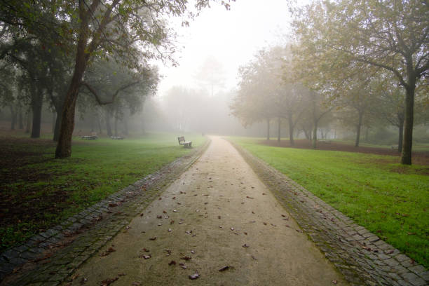 Lawn and trees covered in a thin layer of frost on an autumn morning. High quality photo