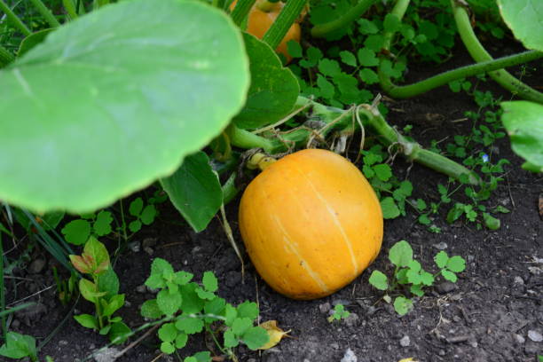 istock a pumpkin is on the ground with a green leaf in the foreground 2189172077