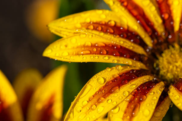 Yellow flower petals close up macro with water drops.