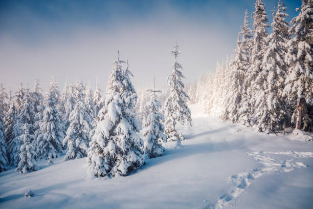 istock Magical spruces after snowfall are illuminated by the sun. 2189175574