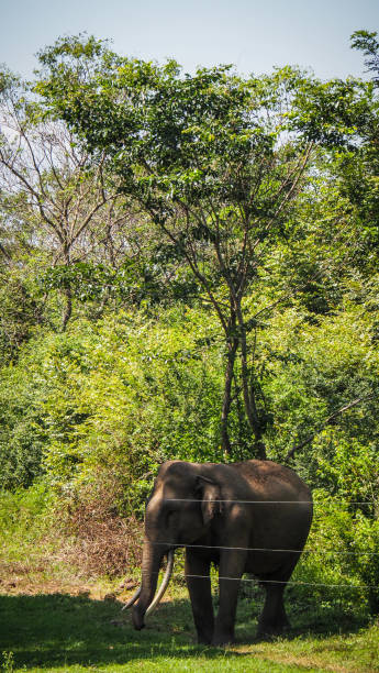 istock Elephant in Udawalawe National Park in Sri Lanka 2189175741