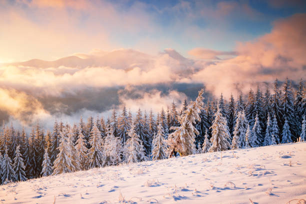 istock Perfect evening winter landscape with spruce trees covered in snow. 2189175926