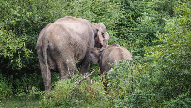 istock Elephant in Udawalawe National Park in Sri Lanka 2189176232