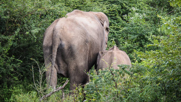 istock Elephant in Udawalawe National Park in Sri Lanka 2189176247