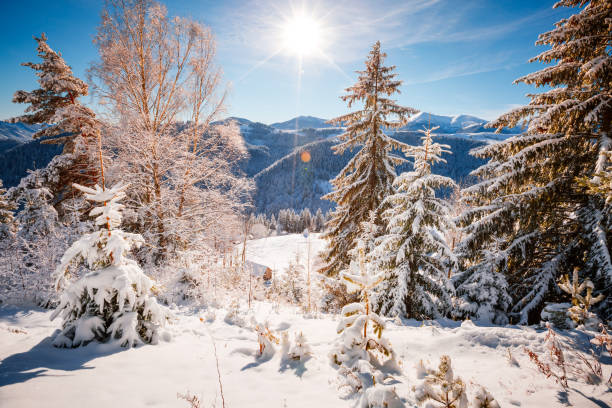 Magical spruces after snowfall are illuminated by the sun. Location place Carpathian mountains, Ukraine, Europe. Scenic image of woodland. Photo wallpapers. Happy New Year. Beauty of earth.