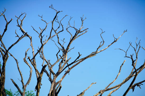 A striking silhouette of a dead tree showcases its stark branches against a clear blue sky, illustrating the beauty of nature's resilience and the passage of time.