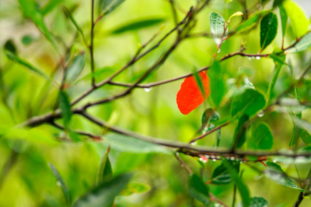 A striking red leaf contrasts beautifully against lush green foliage, enhanced by sparkling raindrops. This close-up image captures nature's vibrant beauty.