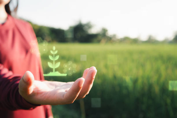 istock a virtual screen showing crop health analysis, exploring sustainable practices, quality standards, and precision farming in Thailand's agricultural industry 2189177295