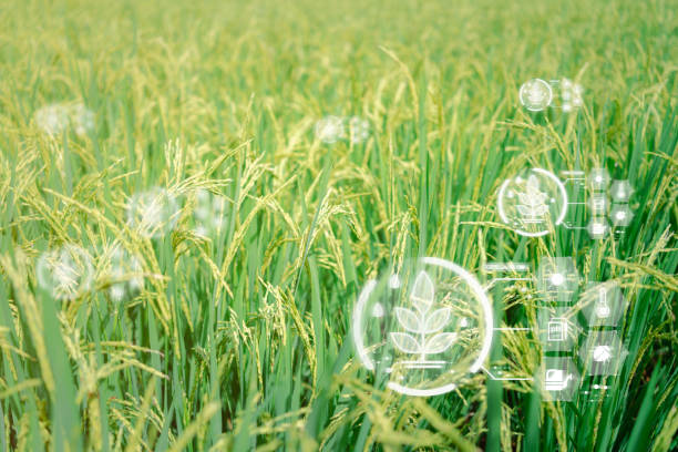 Virtual screen captures agricultural product management and plant data storage, analyzing factors affecting crop yield and production efficiency through an online system for modern farm management