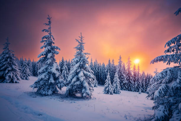 istock Perfect evening winter landscape with spruce trees covered in snow. 2189178444