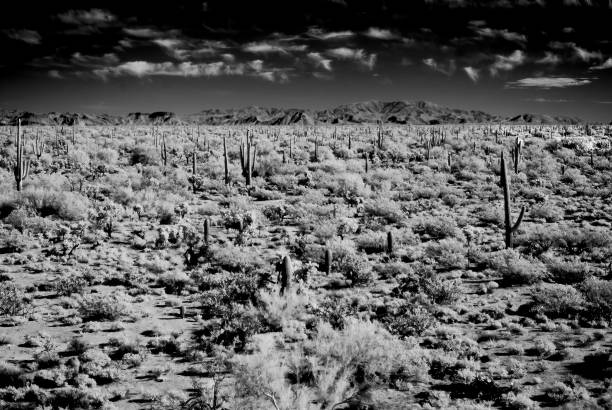 istock Sonora Desert Arizona in Infrared 2189179519