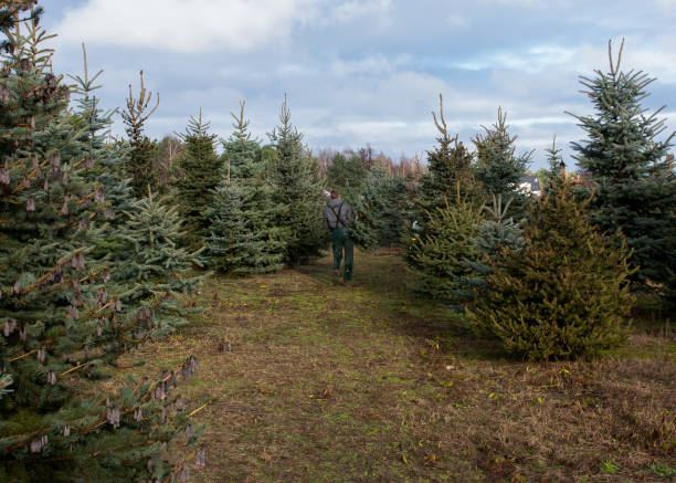 istock Farmer carries a freshly cut Christmas tree 2189180103