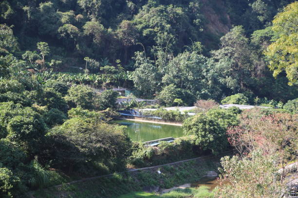 istock A lush green forest with a small pond in the middle 2189183391