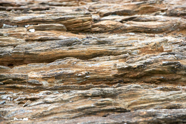 Selective close-up view of the texture of a rock exposed by low tide.
