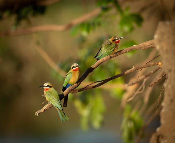 istock A portrait of three white-fronted bee eaters (Merops bullockoides) perched on a branch in evening light 2189187828