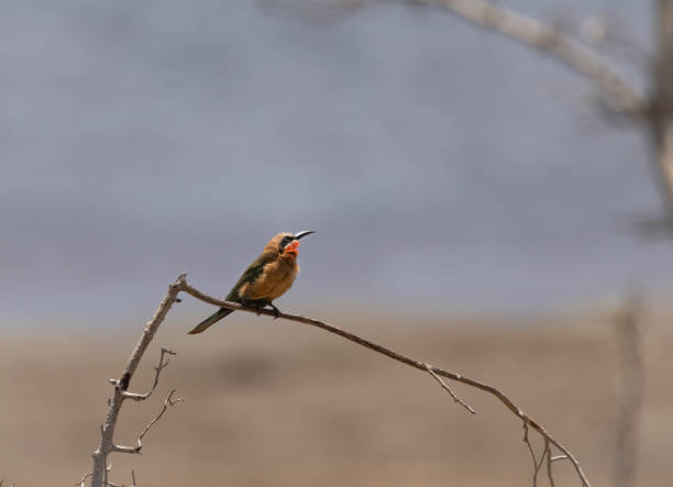 istock A portrait of a white-fronted bee eater (Merops bullockoides) perched on a branch 2189187841